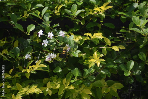 New Species of bumblebee on white flower