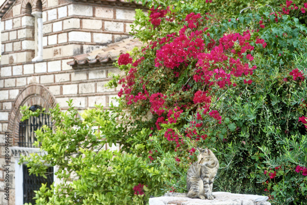 cat in front of a bougainville in Ermoupoli, Syros island Greece