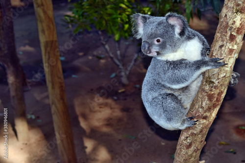 Koala on a tree branch eucalyptus