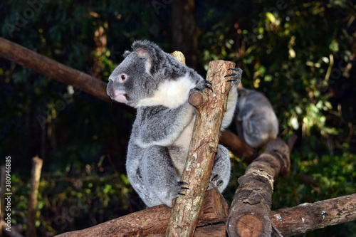 Fototapeta Naklejka Na Ścianę i Meble -  Koala on a tree branch eucalyptus