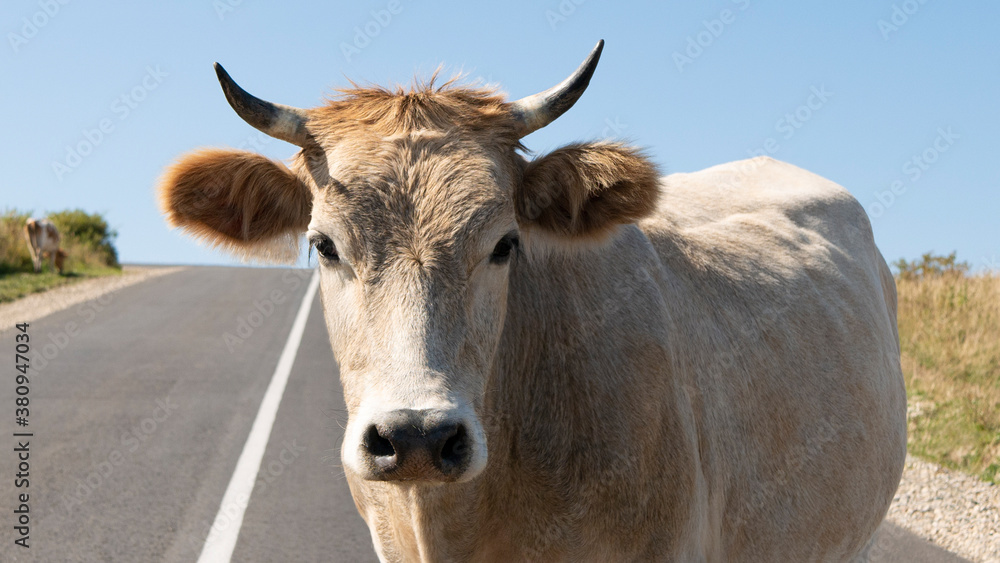 Close-up portrait of cute white bull standing on the road against the background of blue sky. Close-up portrait of cute white bull standing on the road against the background of blue sky.