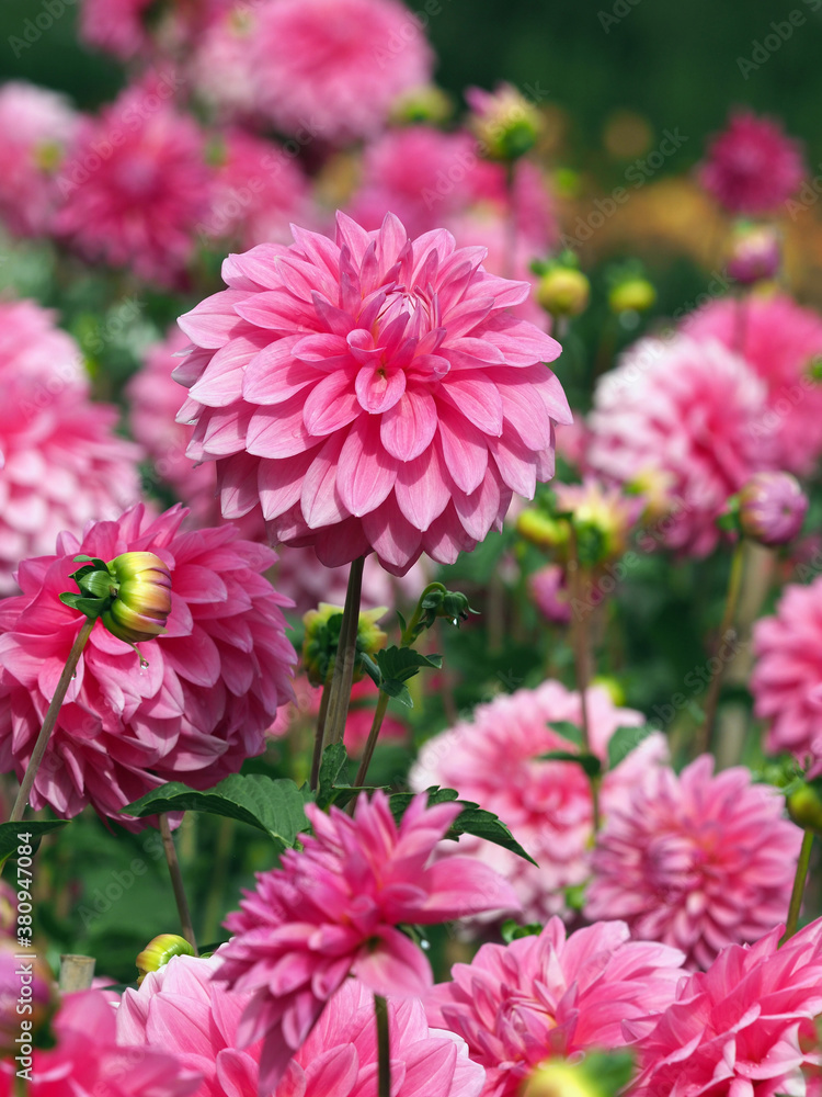 Rosa Dahlienblüten Rosa Dahlienblüten