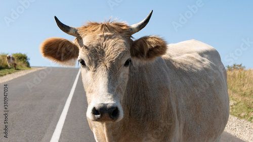 Close-up portrait of cute white bull standing on the road against the background of blue sky.
