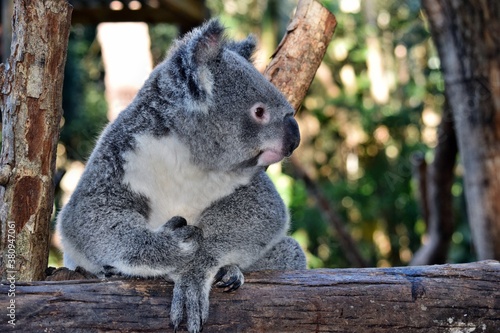 Cute koala looking on a tree branch eucalyptus © adam88xx