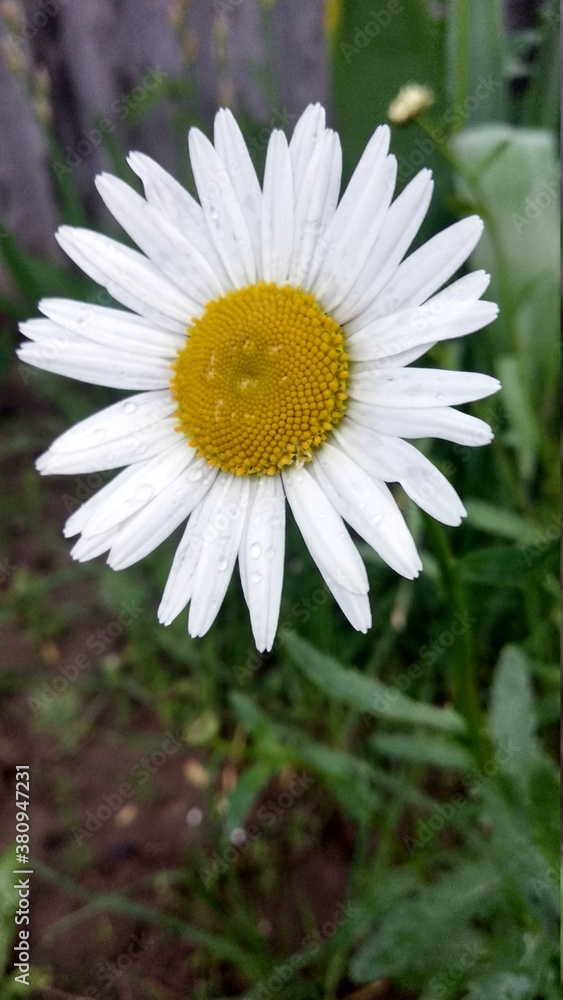 Fototapeta premium white daisy in the garden