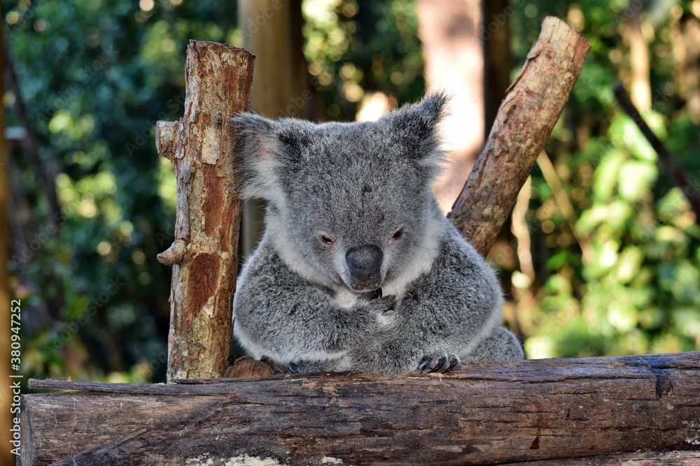 Obraz premium Cute koala looking on a tree branch eucalyptus