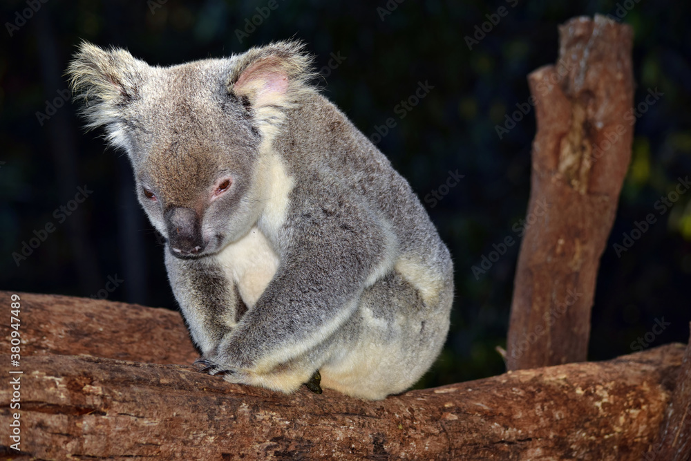 Naklejka premium Cute koala sitting on a tree branch eucalyptus