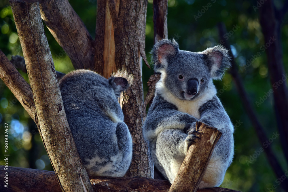 Fototapeta premium Two cute koalas sitting on a tree branch eucalyptus