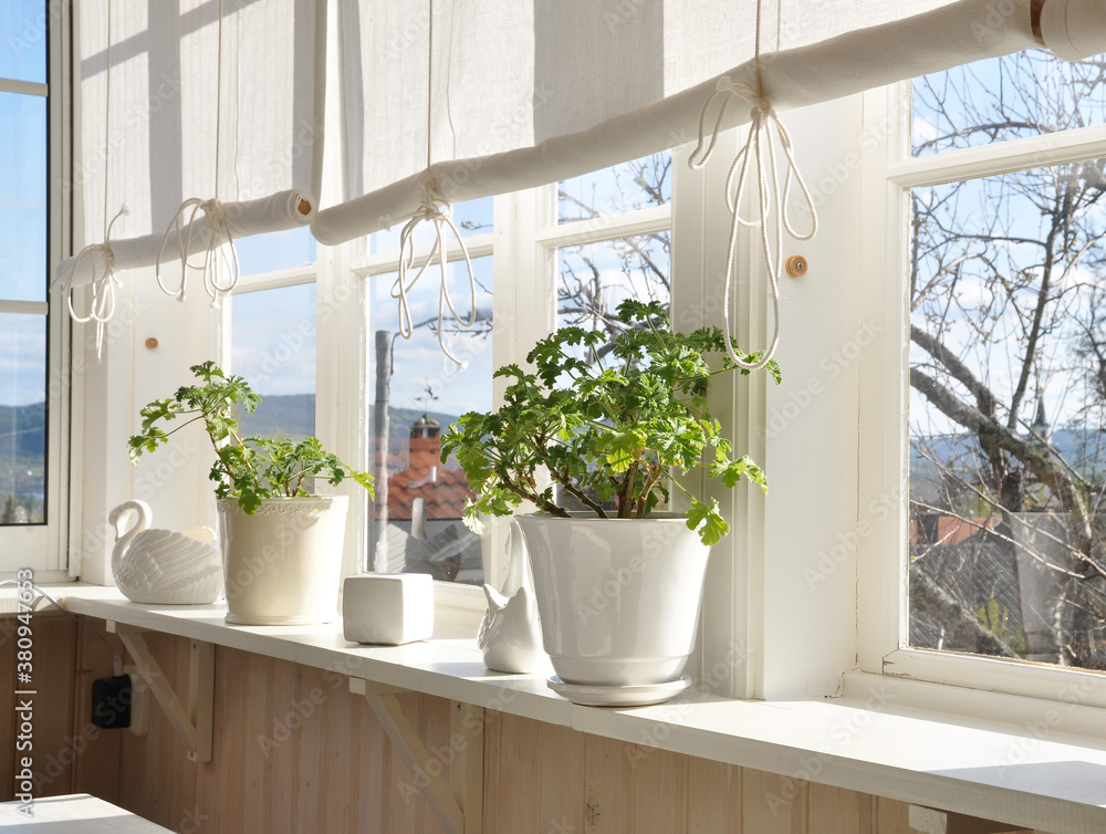 Windowsill with white flower pots