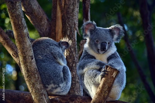 Fototapeta Naklejka Na Ścianę i Meble -  Two cute koalas sitting on a tree branch eucalyptus