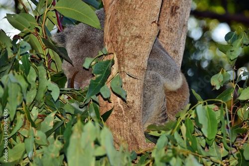 Fototapeta Naklejka Na Ścianę i Meble -  Very Big koala sleeping on a tree branch eucalyptus