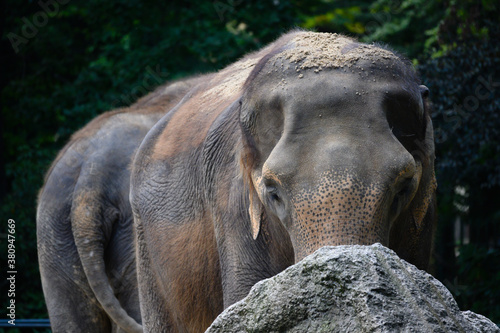 Front view of an elephant's face