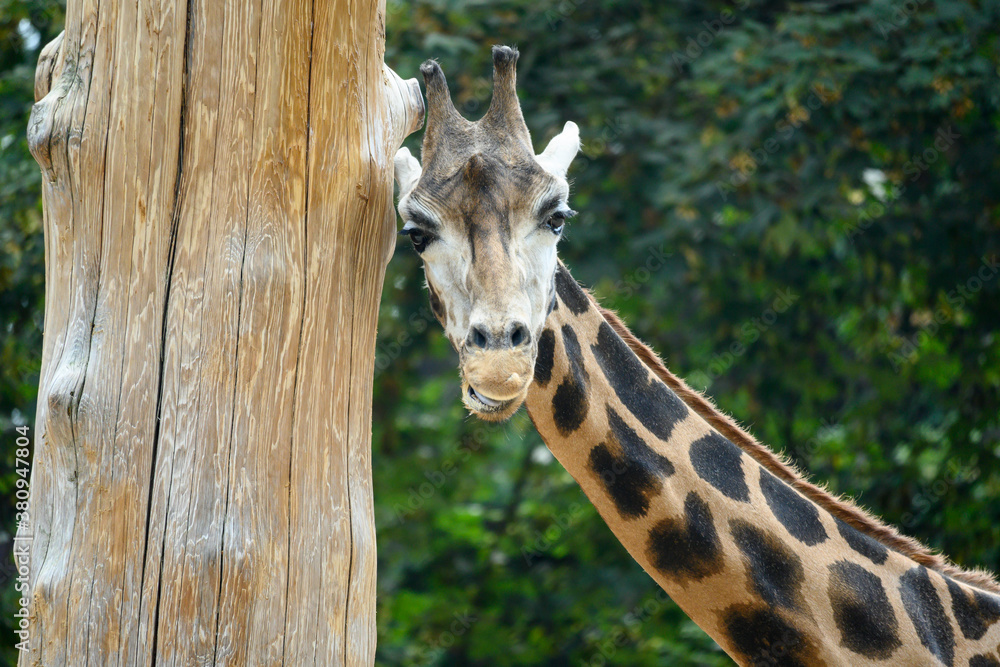 Obraz premium Funny expression on a giraffe face