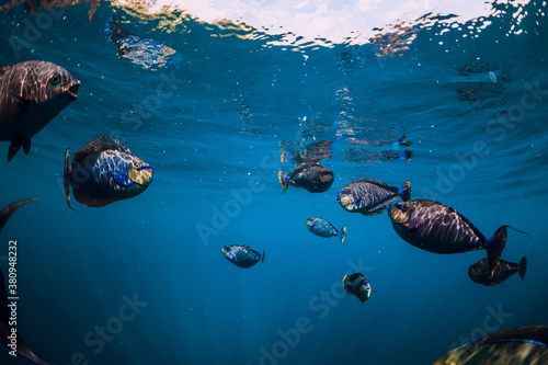 School of tropical fish in blue ocean. Underwater sea world with fish. © artifirsov