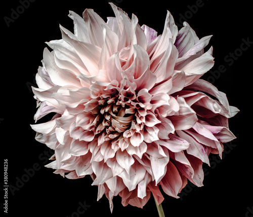 dahlia flower isolated on black