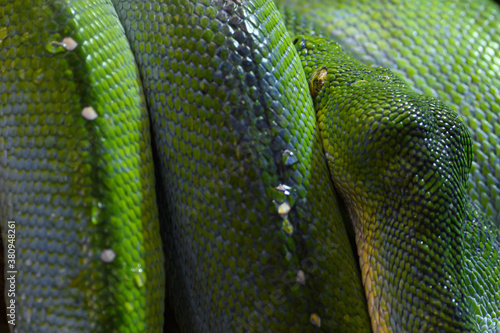 Green snake skin background with a golden snake eye on the right corner