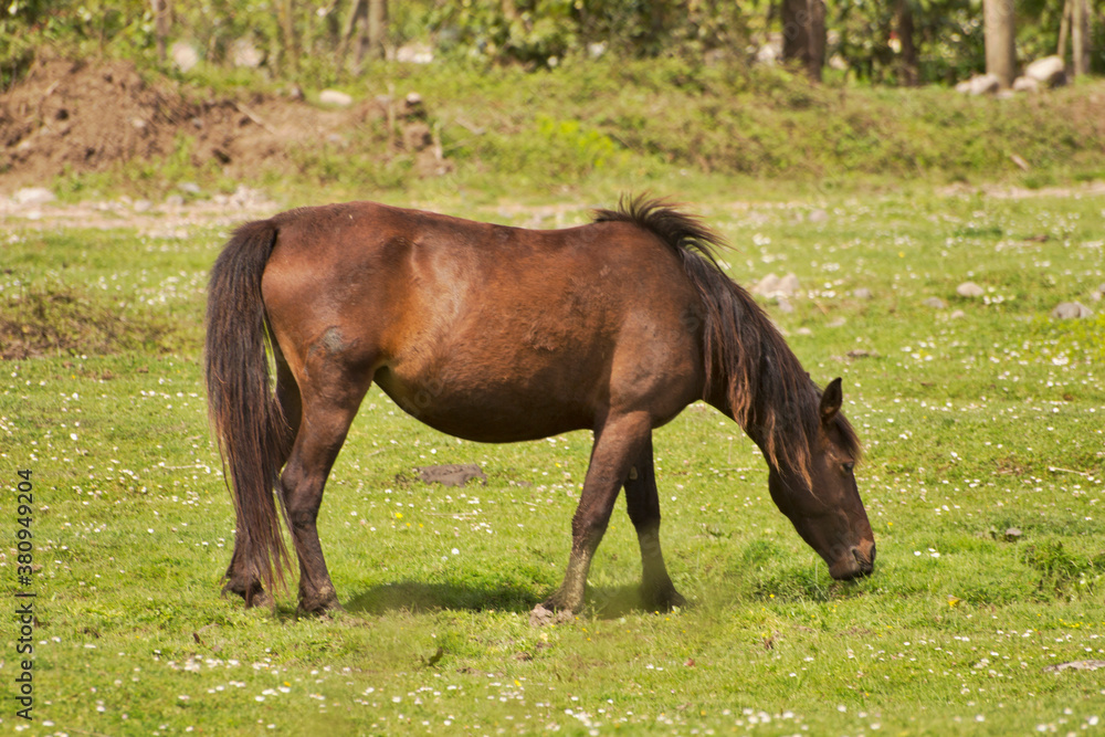 two horses grazing in a meadow two horses grazing in a meadow