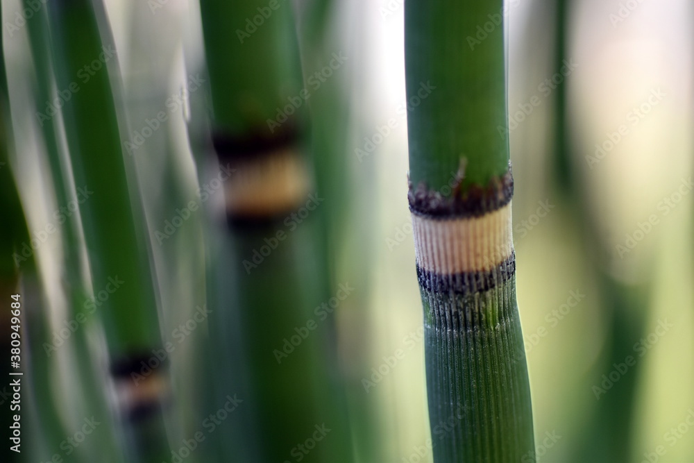 Obraz premium Stängel von einem Winter-Schachtelhalm