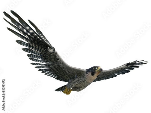 Peregrine Falcon 3d illustration isolated on white background