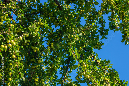 A look up at the branches abundantly strewn with berries of growing cherry plum against the background of the blue sky. Bountiful harvest of unripe cherry plum.