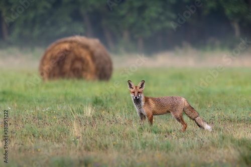 Młody lis rudy Vulpes vulpes na zielonej łące - naturalne środowisko lisa - krajobraz wiejski