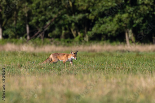 Fototapeta Naklejka Na Ścianę i Meble -  Młody lis rudy Vulpes vulpes na zielonej łące - naturalne środowisko lisa - krajobraz wiejski