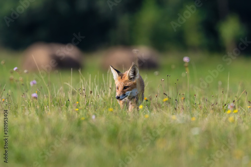 Młody lis rudy Vulpes vulpes skrada się w strone fotografa na zielonej łące, gdzie rosną kolorowe kwiaty