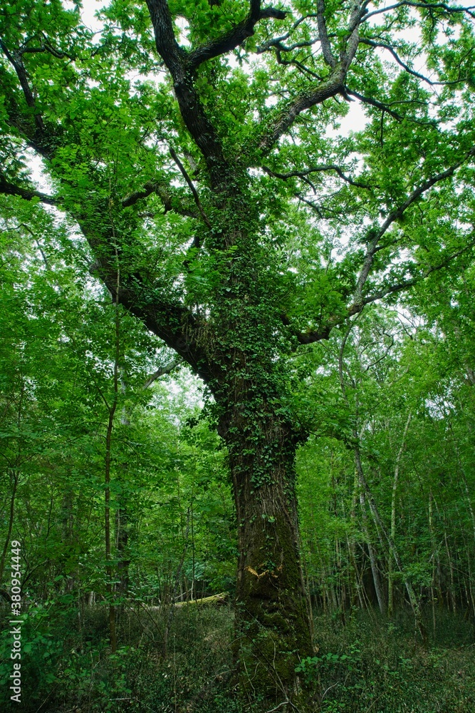 Foresta demaniale del Circeo natural reserve in the spring Foresta demaniale del Circeo natural reserve in the spring
