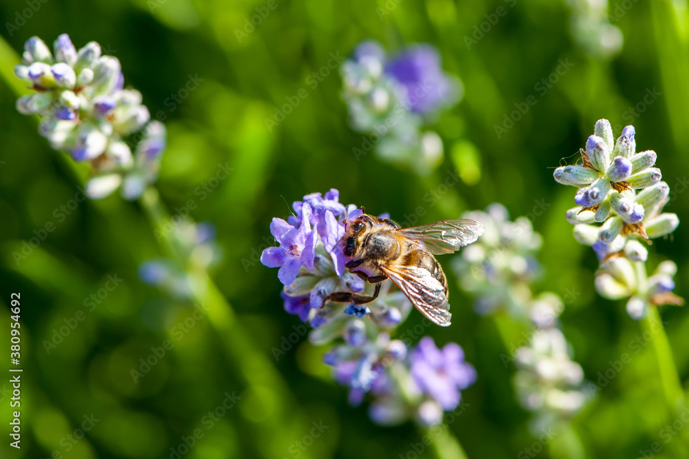 flowers flowers