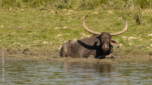  A selective focus image of a wild water buffalo siting inside water at a wild life sanctuary in Assam India on 7 December 2016