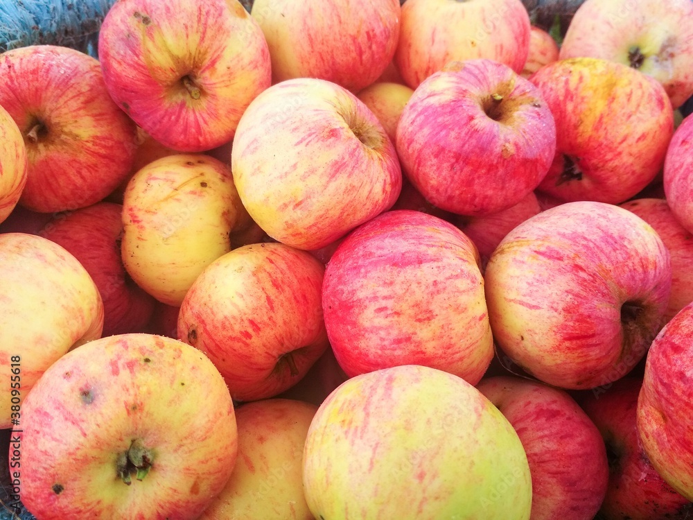 Ripe fresh apples in a basket. Autumn farm harvest. Ripe fresh apples in a basket. Autumn farm harvest.