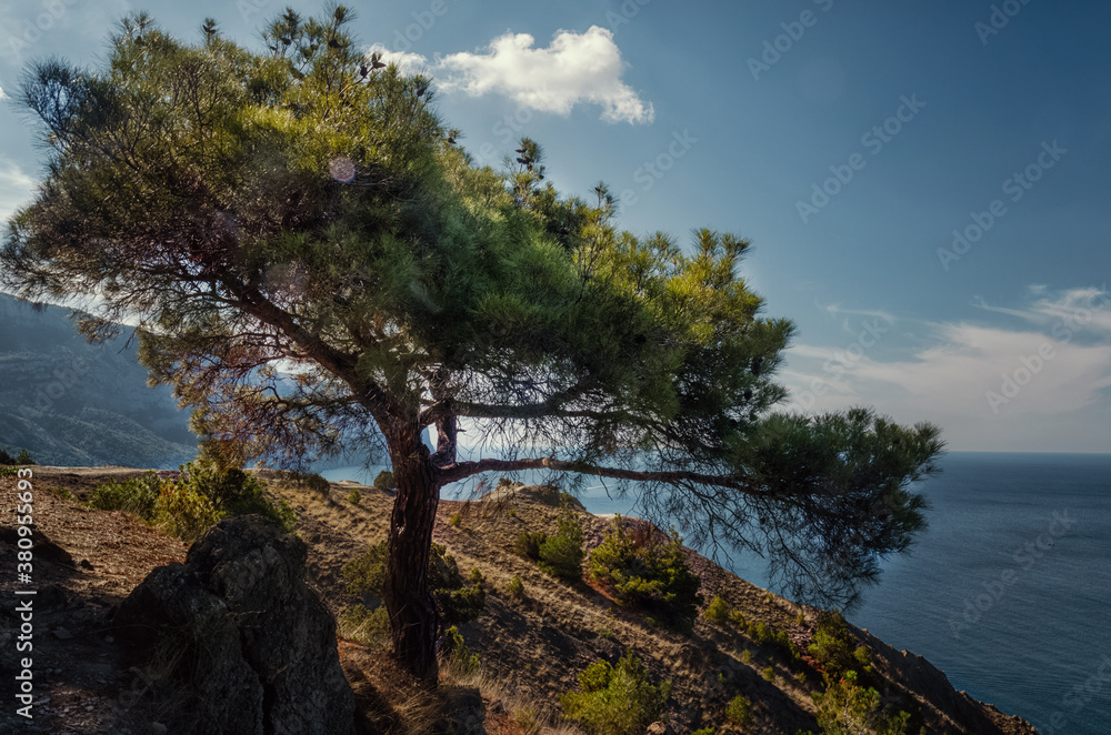 Crimea, A large spreading pine tree on the mountain and the sea. Crimea, A large spreading pine tree on the mountain and the sea.