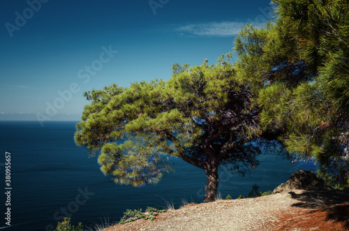 Crimea, A spreading pine tree on the mountain and the sea.