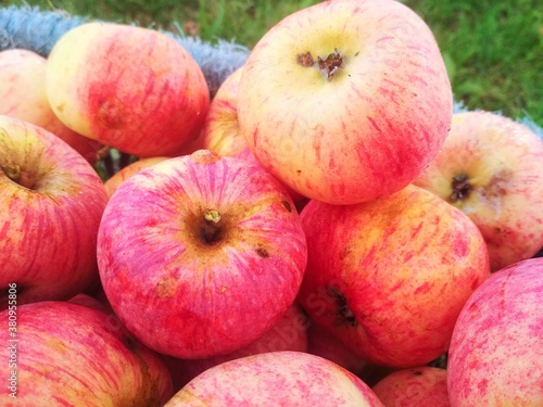 Ripe fresh apples in a basket. Autumn farm harvest.