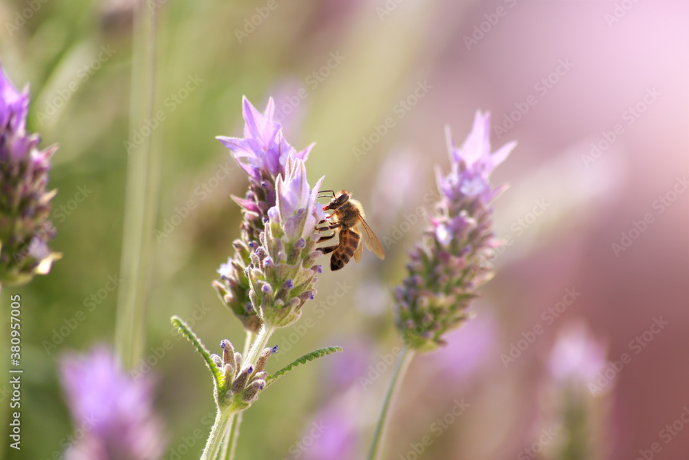 Bee perched on a lavender flower. Nature concept. Copy space. Bee perched on a lavender flower. Nature concept. Copy space.