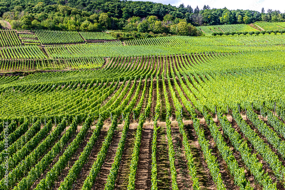 Long green rows of Vineyards in winemaking town Rudesheim am Rhein, Hesse, Germany