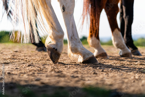 Tablou canvas Close-up of a horse's hind legs and hooves in resting position on a horse pasture (paddock) at sunset