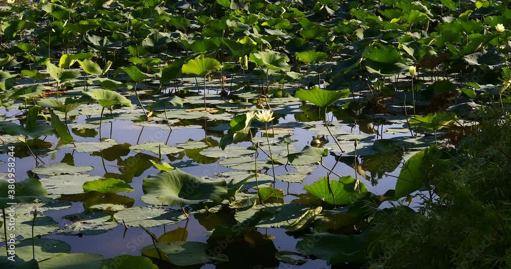 Waterlilys on Whiterock Lake in Texas. Waterlilys on Whiterock Lake in Texas.
