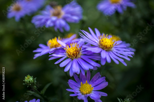 Blue daisy - Felicia. Blue garden flower in close-up.