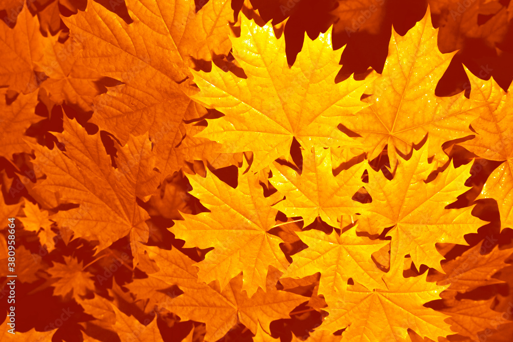 autumn landscape with bright colorful foliage. Indian summer. autumn landscape with bright colorful foliage. Indian summer.