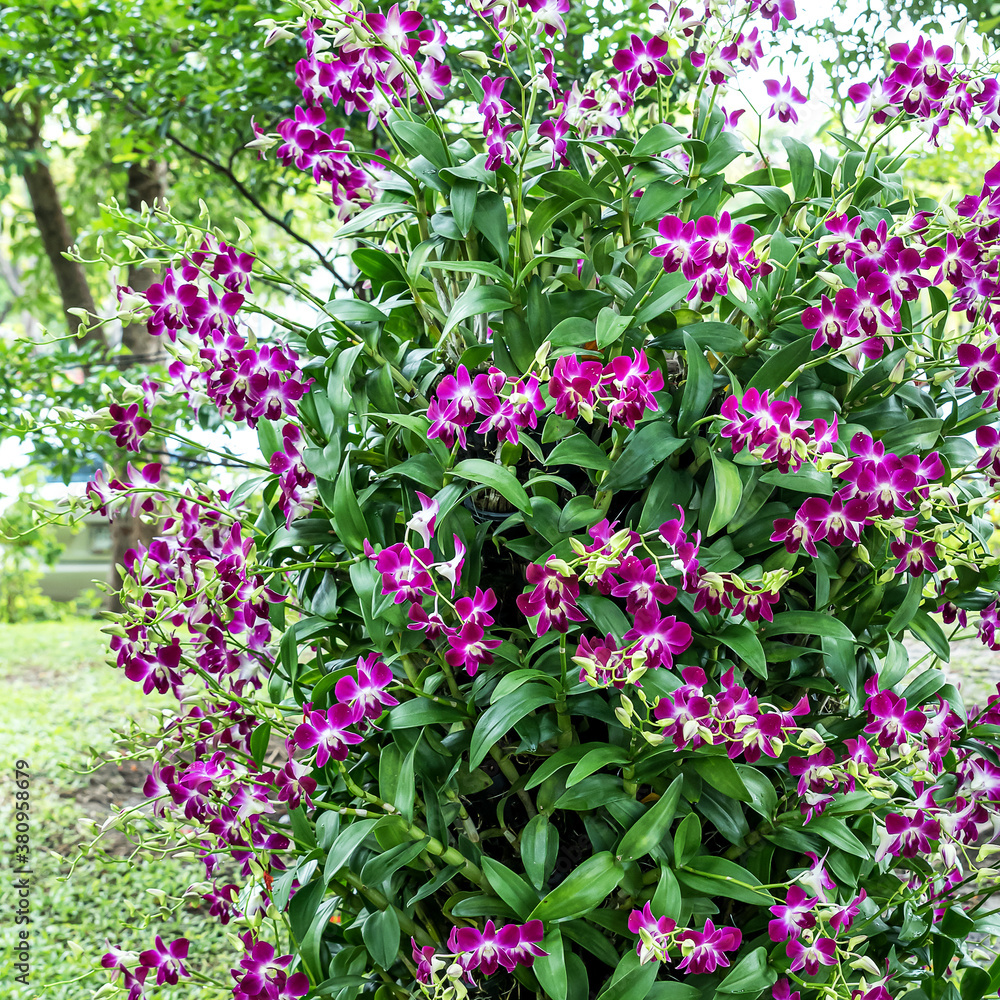 Purple orchids that have been shown in the garden.