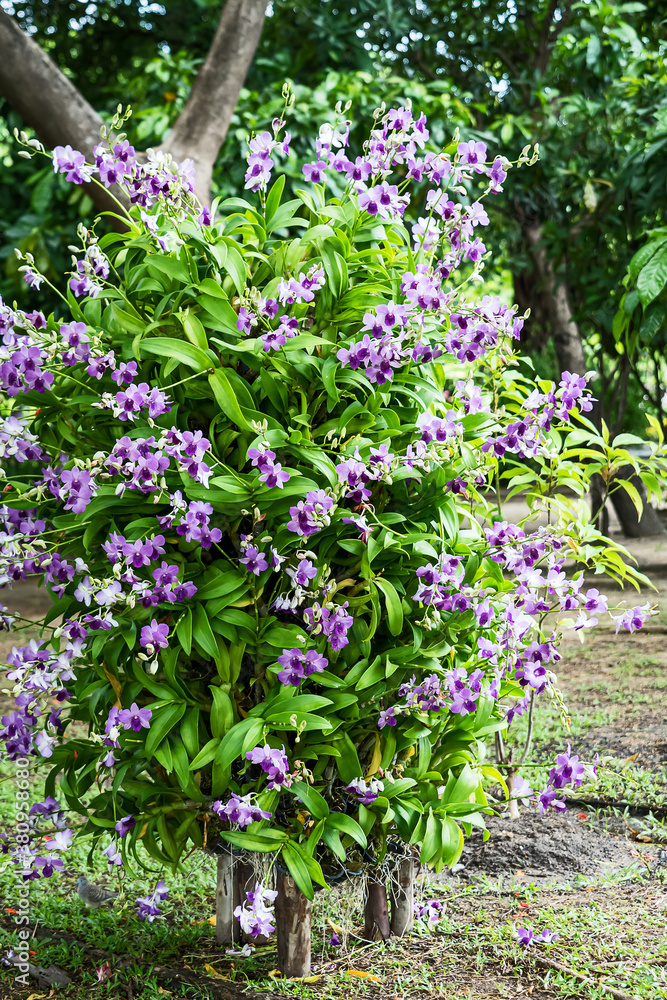 Fototapeta premium Purple orchids that have been shown in the garden.