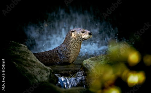 Very beautiful otter in the water under a waterfall photo