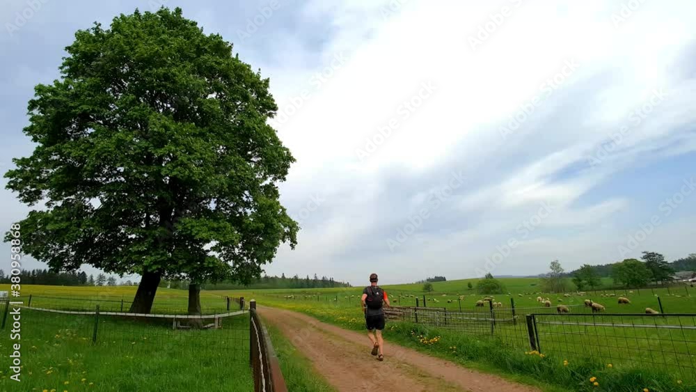 Trail running the national park Broumov with sheeps all around. Trail running the national park Broumov with sheeps all around.