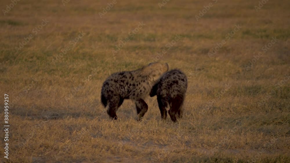 Two Spotted Hyena Cubs play fight with one another, whilst others run through the background. Two Spotted Hyena Cubs play fight with one another, whilst others run through the background.