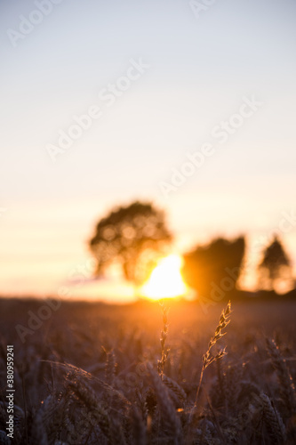 sunset in a wheat field