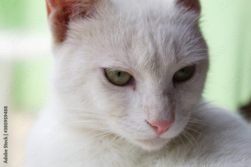 White cat with piercing look and green background White cat with piercing look and green background