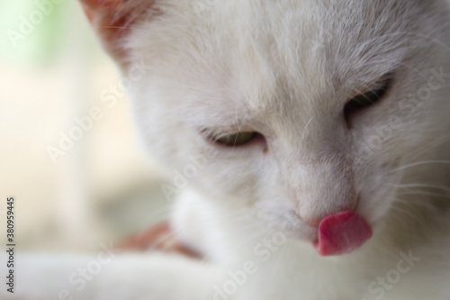 A white cat's tongue at the time the animal was cleaning itself
