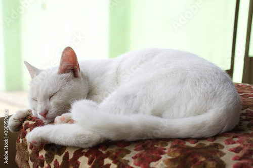 White cat sleeping with eyes closed on a comfortable pillow