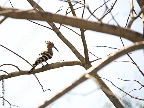 A Common Hoopoe (Upupa epops) Kingdom: Animalia, Phylum: Chordata, Class: Aves, Order: Bucerotiformes, Family: Upupidae, Genus: Upupa, Species: U. epops